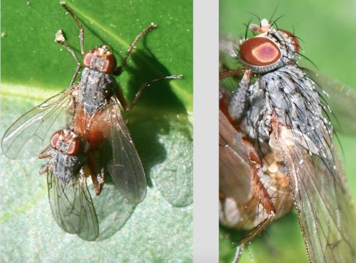 Lispocephala brachialis